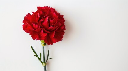 Obraz premium Red carnation flower isolated on white background