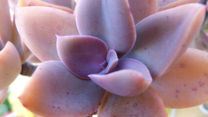 Close up of succulent plant.
