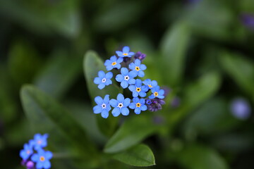 Forget me not, scorpion grasses, blue flowers