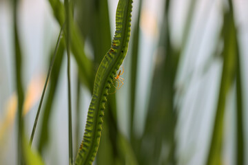 A closeup of an orange spider sitting on green grass blade