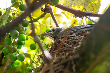 A baby birds waits in its nest in a grape arbor