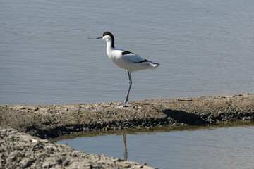 Avocette élégante, Recurvirostra avosetta, Pied Avocet, Marais salant, Guérande, 44, Loire Atlantique, France