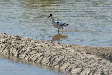 Avocette élégante, Recurvirostra avosetta, Pied Avocet, Marais salant, Guérande, 44, Loire Atlantique, France