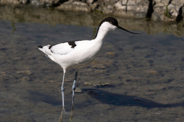 Avocette élégante, Recurvirostra avosetta, Pied Avocet