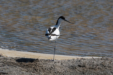 Avocette élégante, Recurvirostra avosetta, Pied Avocet