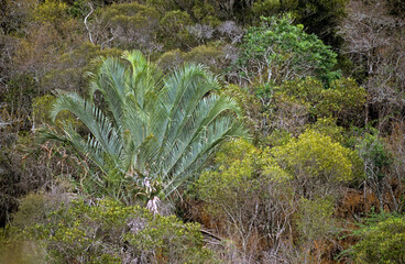 Neodypsis decaryi, Palmier triédre,  Fort Dauphin, Madagascar
