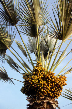 Phoenix dactylifera, Palmier dattier