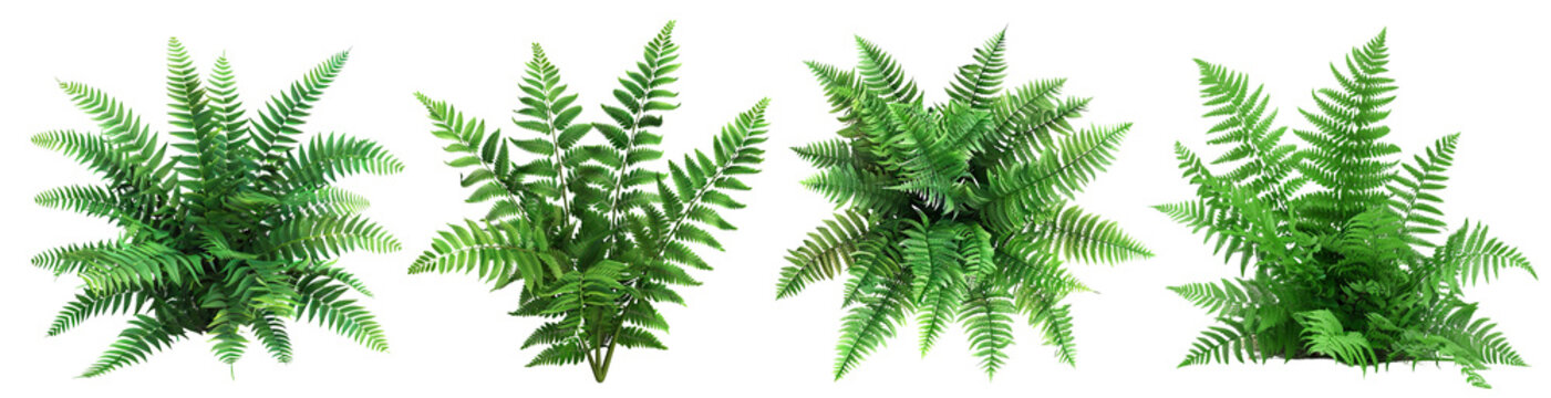 Set of lush green fern plants, cut out