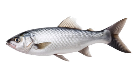 Obraz premium Fish on a white background 
