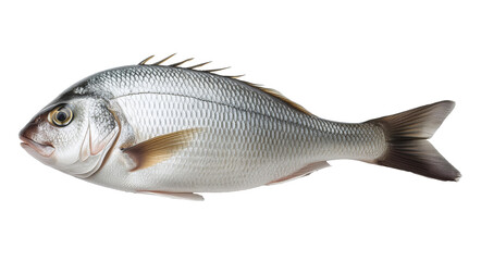 Fototapeta premium Fish on a white background 