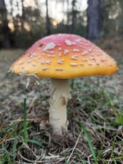 A red and orange mushroom.