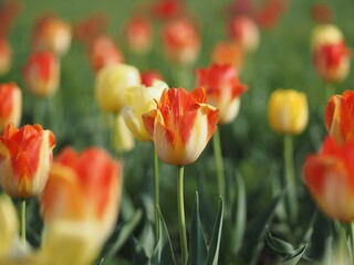 チューリップ畑の赤色と黄色の花びらのチューリップのアップ