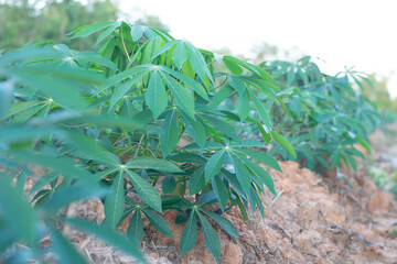 Beautiful green cassava trees in cassava fields