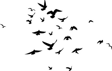 Flying birds silhouettes with transparent background