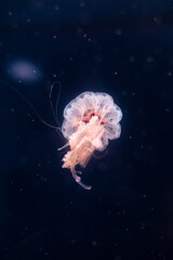 Portrait of a jellyfish on a dark background in an aquarium