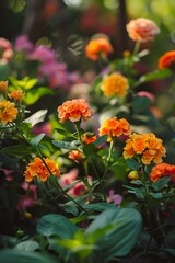 Beautiful Orange Flowers in a Garden