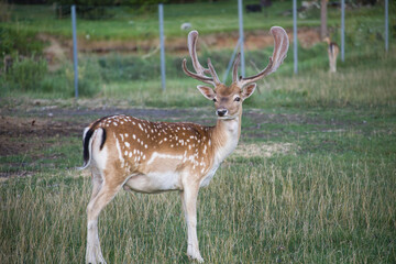 Deer in a grassy field with majestic antlers, calm nature scene