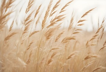 Fototapeta premium Pampas grass outdoor in light pastel colors. Dry reeds boho style 