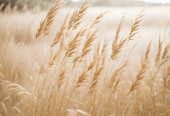 Obraz premium Pampas grass outdoor in light pastel colors. Dry reeds boho style 
