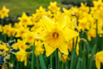 Fototapeta premium Close up view of the yellow colored bloom daffodils and green stalks 