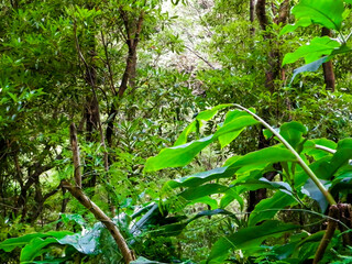 Beautiful nature of tropical forest on Sao Miguel insland.