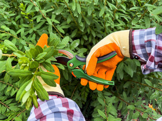 A gardener is meticulously pruning greenery using shears and wearing gloves in an outdoor garden