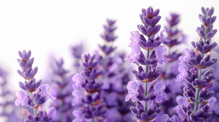 Naklejka premium Detailed close-up of vibrant lavender flowers in full bloom, showcasing their rich purple hues and delicate petals
