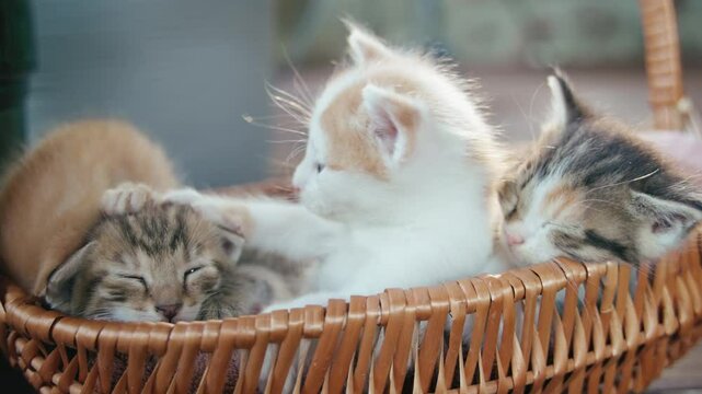 Cute fluffy kittens are playing lying in a wicker basket.