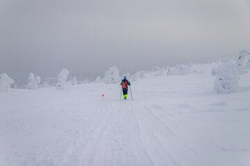 snow covered trees in winter