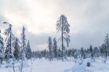 snow covered trees in winter