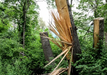 tree trunk split in the middle by lightning flash (dead damaged trees) splintering shards of wood...