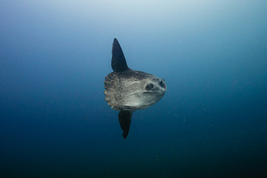 Mola mola, sunfish floating peacefully in open water