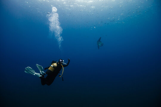Scuba diver and Mola mola in vast underwater scene