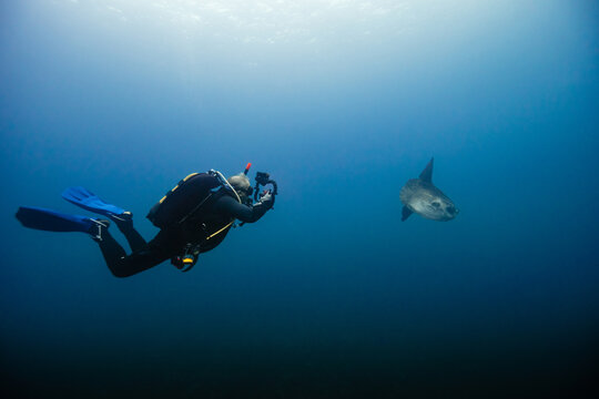 Diver and Sunfish in Deep Blue Ocean Water