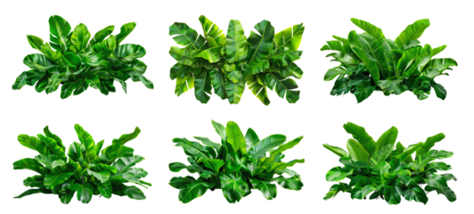 A collection of six green banana plant foliage arrangements, isolated on a white background