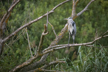 An adult grey heron stands on a wooden branch without leaves on a cloudy summer day. 