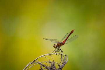Close-up a male Ruddy darter sits on the dry plant on a sunny summer day with a green background with copyspace.
