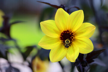 Bee on yellow dahlia is a genus of bushy, tuberous, perennial plants native to Mexico, Central America, and Colombia.
