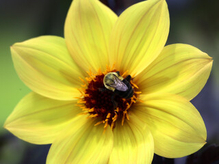Bee on yellow dahlia is a genus of bushy, tuberous, perennial plants native to Mexico, Central America, and Colombia.