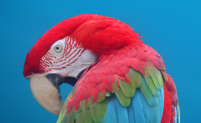 The Scarlet Macaw is a large, red, yellow and blue South American parrot, a member of a large group of Neotropical parrots called macaws. It is native to humid evergreen forests of South America.