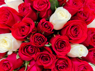 Large buds of red and white roses all over the background close-up as a pattern. Between the leaf buds. Natural floral background