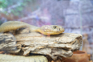 king cobra native to southern Asia. It is the largest of all venomous snakes.