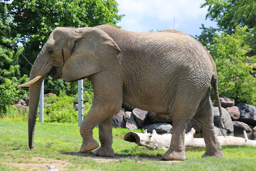 African elephants are elephants of the genus Loxodonta. The genus consists of two extant species: the African bush elephant, L. africana, and the smaller African forest elephant,