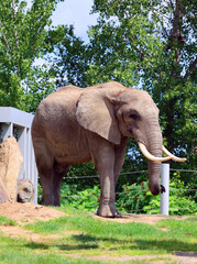 African elephants are elephants of the genus Loxodonta. The genus consists of two extant species:...