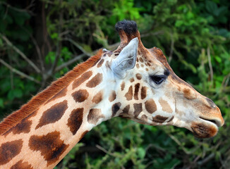 The giraffe (Giraffa camelopardalis) is an African even-toed ungulate mammal, the tallest of all extant land-living animal species, and the largest ruminant.