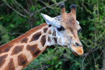 The giraffe (Giraffa camelopardalis) is an African even-toed ungulate mammal, the tallest of all extant land-living animal species, and the largest ruminant.