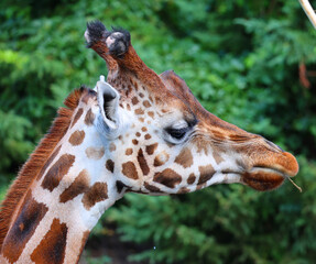 The giraffe (Giraffa camelopardalis) is an African even-toed ungulate mammal, the tallest of all extant land-living animal species, and the largest ruminant. © Daniel Meunier