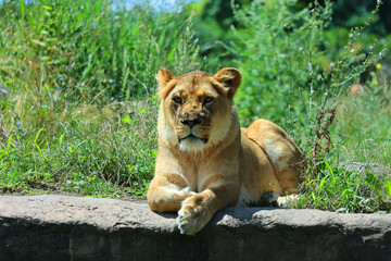 Lion is one of the four big cats in the genus Panthera, and a member of the family Felidae. With...