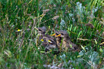 junge Isabellsteinschmätzer betteln im Nest // Isabelline wheatear (Oenanthe isabellina) - Biosphärenreservat Donaudelta, Rumänien