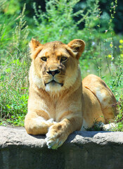 Fototapeta premium Lion is one of the four big cats in the genus Panthera, and a member of the family Felidae. With some males exceeding 250 kg (550 lb) in weight, it is the second-largest living cat after the tiger